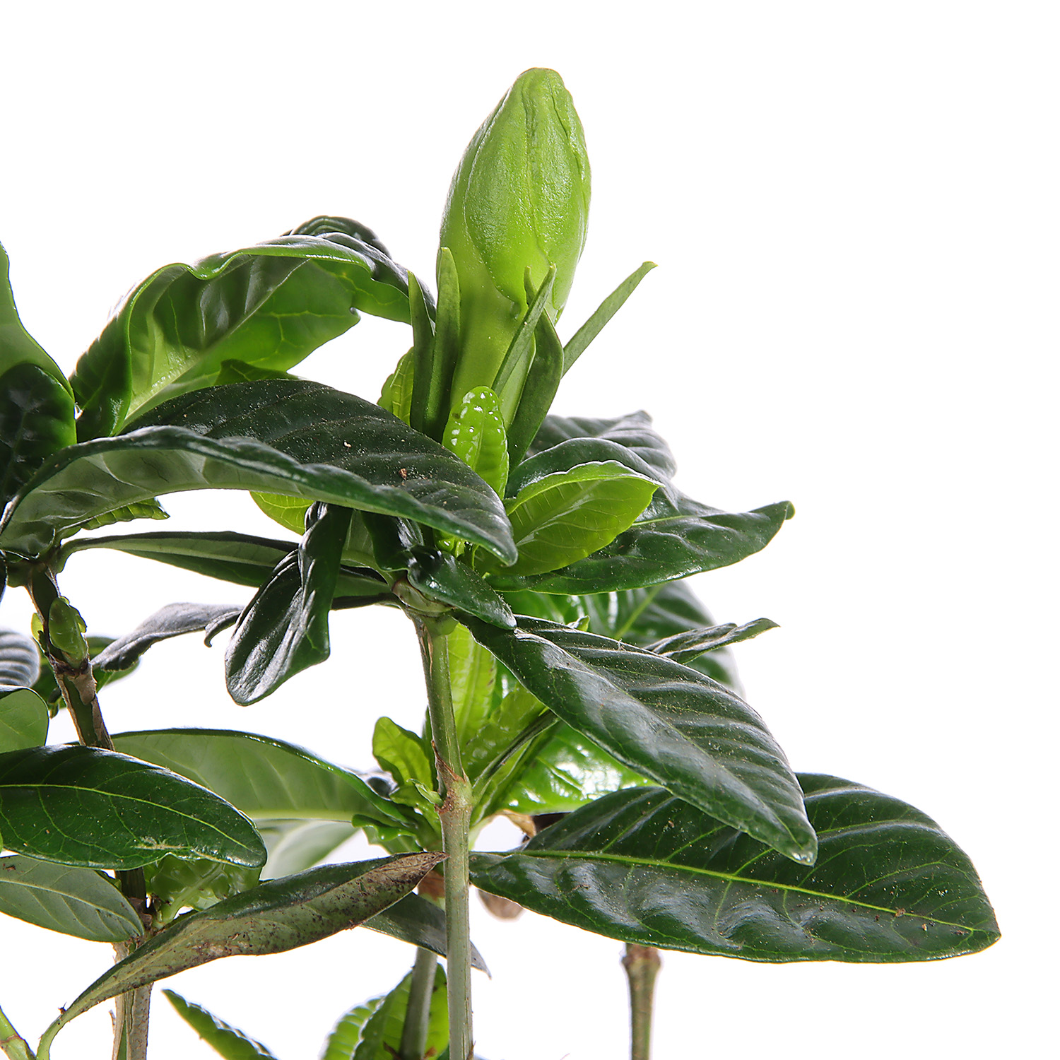 Гардения D9 H15 *1/10 *