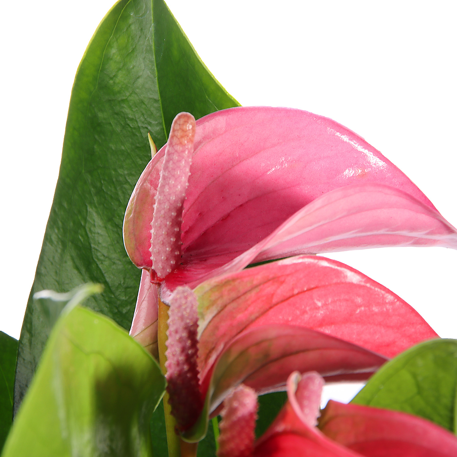 Антуриум Микс D12 H30-35 *1/10