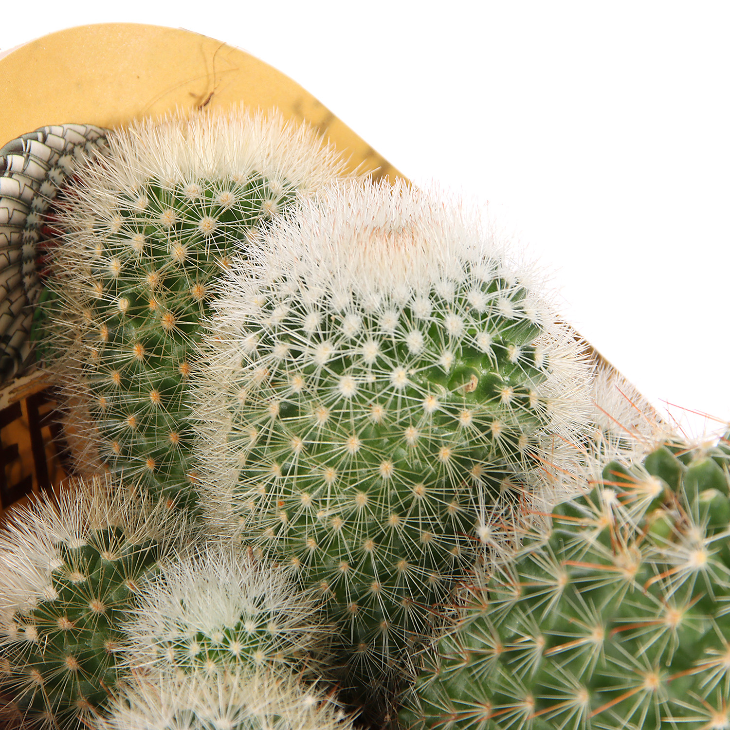 Кактус микс D9 H10* 1/18