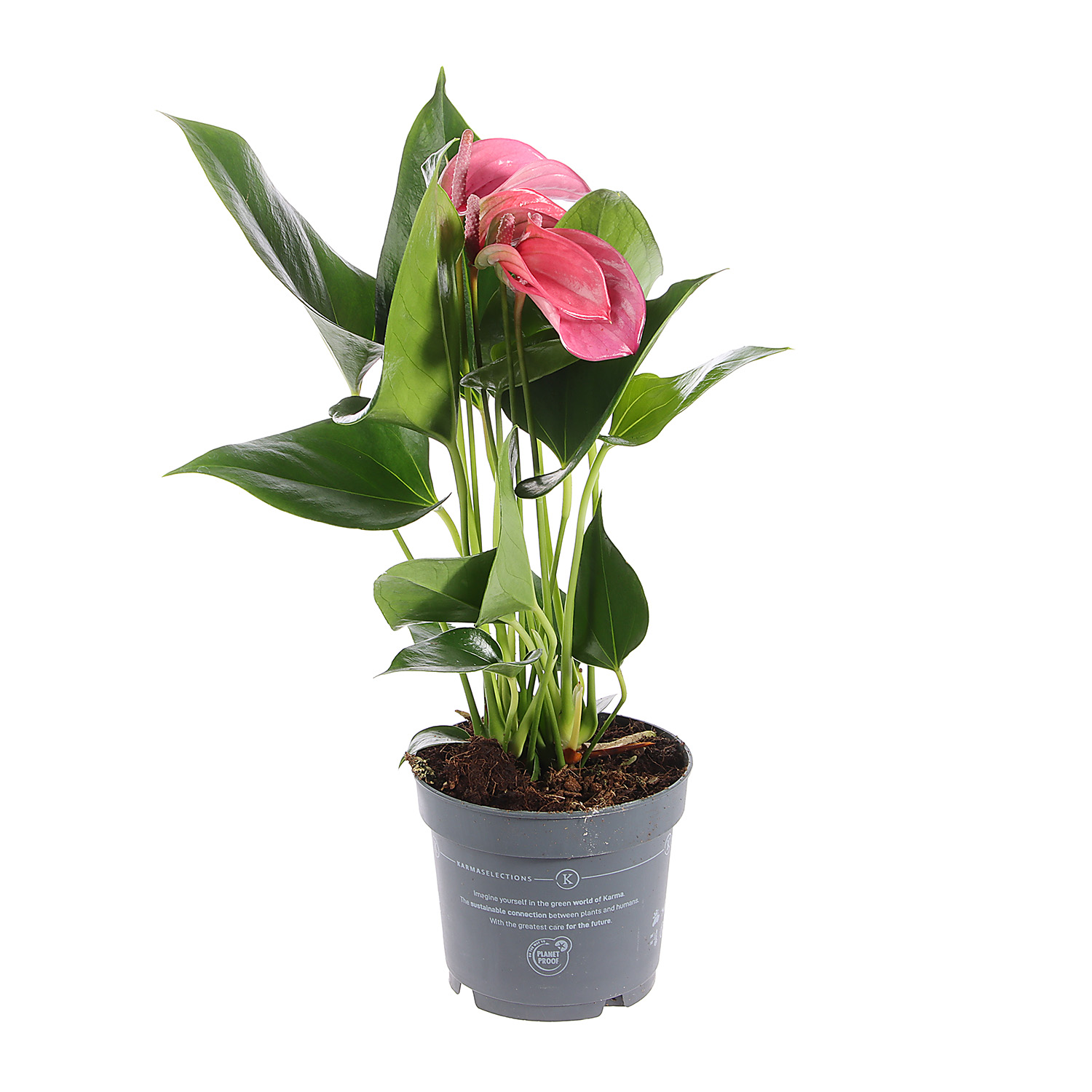 Антуриум Микс D12 H30-35 *1/10