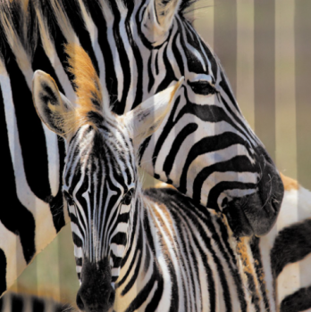 Штора для ванной Санакс Зебра, 180х1200 см, полиэстер, без колец Штора для ванной Санакс Зебра, 180х1200 см, полиэстер, без колец