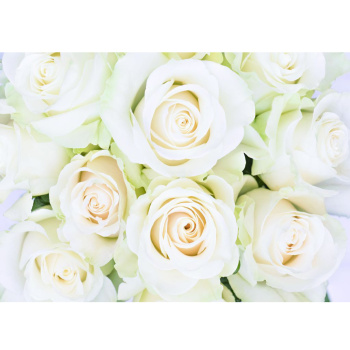 Фотообои Симфония К-192 "Белые розы" 2800*2000 (8 лист)*1