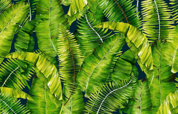 Коврик для ванной ПВХ шир. 80см х15м "V-line" Фотопечать FV33 "Папоротник"  *15